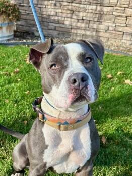 Rescue Pit Bull Terrier and Mixed Breed Dogs for Adoption in Yakima, Washington - Elsa | PetCurious