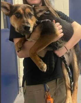 Cattle Dog and Shepherd Dogs Available for Adoption - Violet | PetCurious