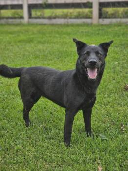 Mercy -  Shepherd Dog for Adoption in Denver, Colorado - Mercy | PetCurious