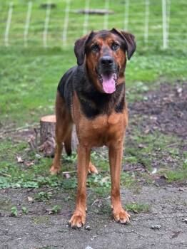 Wesson -  German Shepherd Dog Dog for Adoption in Merrillville, Indiana - Wesson | PetCurious