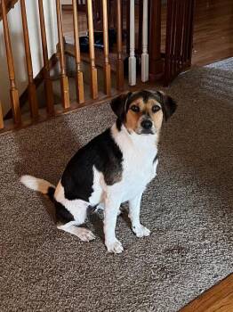 Vicky -  Beagle Dog for Adoption in Colorado Springs, Colorado - Vicky | PetCurious