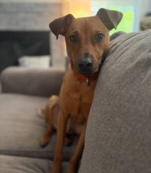 Rhodesian Ridgeback Dogs Available for Adoption in Salem, New Hampshire - Bacon | PetCurious