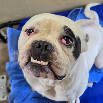 Rocco -  English Bulldog Dog for Adoption in Bronson, Florida - Rocco | PetCurious