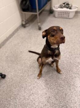 Rescue Mixed Breed Dogs for Adoption in Knoxville, Tennessee - Paramour | PetCurious