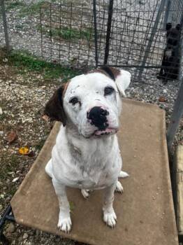 Boxer and Mixed Breed Dogs Available for Adoption in Morgantown, Kentucky - Roscoe | PetCurious