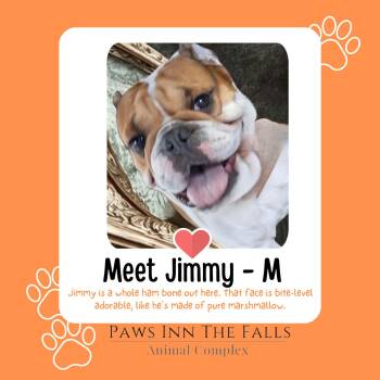 Jimmy -  English Bulldog Dog for Adoption in Niagara Falls, New York - Jimmy | PetCurious