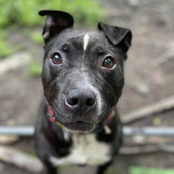 Rescue Pit Bull Terrier Dogs for Adoption in Portland, Maine - Machomans(FEE SPONSORED) | PetCurious