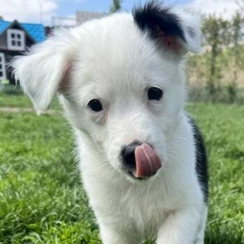 Border Collie and Australian Cattle Dog Blue Heeler Dogs Available for Adoption in Ottawa Hills, Ohio - Isla | PetCurious
