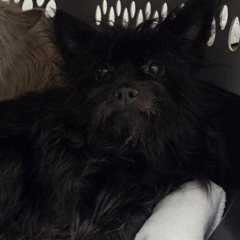 MORTICIA -  Yorkshire Terrier and Mixed Breed Dog for Adoption in Barnstable, Massachusetts - MORTICIA | PetCurious