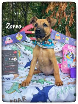 Zorro -  Shepherd and Black Mouth Cur Dog for Adoption in Sebring, Florida - Zorro | PetCurious