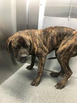 KYLE -  Cane Corso Dog for Adoption in Dallas, Texas - KYLE | PetCurious