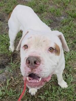 TOMMY -  American Bulldog Dog for Adoption in Fort Lauderdale, Florida - TOMMY | PetCurious