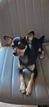 Linguine -  Chihuahua Dog for Adoption in Deerfield, Wisconsin - Linguine | PetCurious