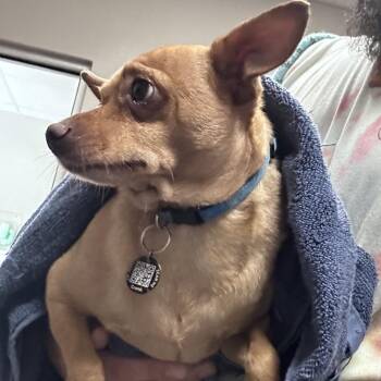 Gumball -  Chihuahua Dog for Adoption in Yuma, Arizona - Gumball | PetCurious
