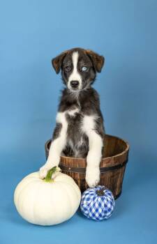 817-26 -  Husky and Great Pyrenees Dog for Adoption in Brighton, Colorado - 817-26 | PetCurious
