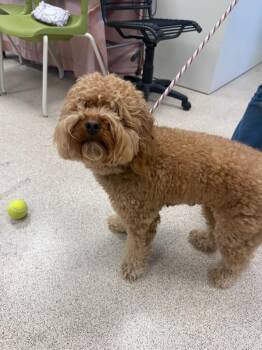 Coco -  Miniature Poodle Dog for Adoption in Teterboro, New Jersey - Coco | PetCurious
