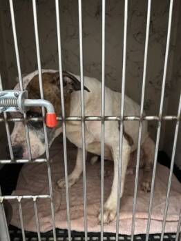 Rescue Pit Bull Terrier and Mixed Breed Dogs for Adoption in Cumming, Georgia - Benjamen (Benji) 1395-25 | PetCurious