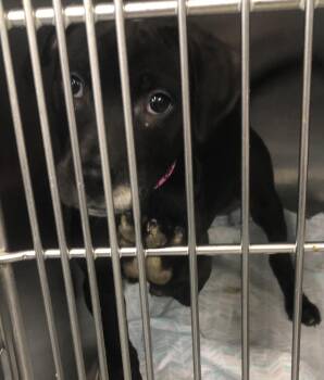 Labrador Retriever Dogs Available for Adoption - Farrah | PetCurious