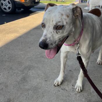 Amelia -  Parson Russell Terrier Dog for Adoption in Cartersville, Georgia - Amelia | PetCurious