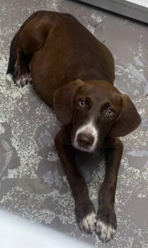 Star Crunch -  Labrador Retriever Dog for Adoption in Little Rock, Arkansas - Star Crunch | PetCurious