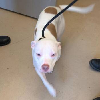 Kyra -  Mixed Breed Dog for Adoption in Fairport, New York - Kyra | PetCurious