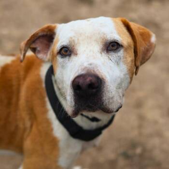 MANSI -  American Staffordshire Terrier Dog for Adoption in San Antonio, Texas - MANSI | PetCurious