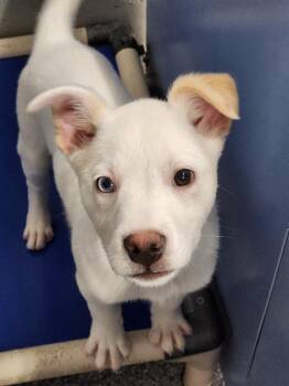 Rootbeer -  Husky and Australian Shepherd Dog for Adoption - Rootbeer | PetCurious