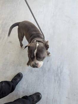 Pit Bull Terrier Dogs Available for Adoption in Brunswick, Georgia - BRAD PITT | PetCurious