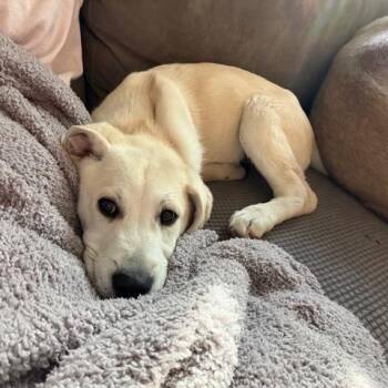 Great Pyrenees and Labrador Retriever Dogs Available for Adoption - Everly | PetCurious