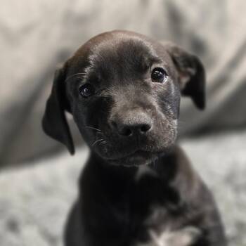 Edric JuM -  Pointer and Mixed Breed Dog for Adoption in Austin, Texas - Edric JuM | PetCurious