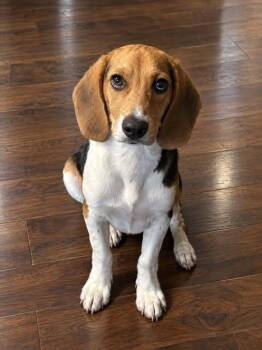 Hank -  Beagle Dog for Adoption in Hopkinton, Massachusetts - Hank | PetCurious