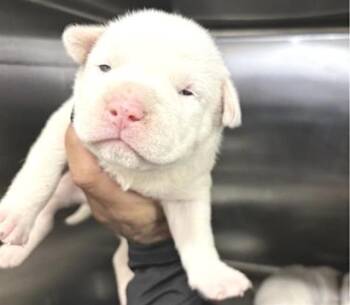 Pit Bull Terrier and Mixed Breed Dogs Available for Adoption in Houston, Texas - A654381 | PetCurious