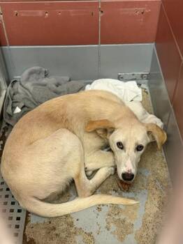 PINCHO -  Labrador Retriever and Mixed Breed Dog for Adoption in Houston, Texas - PINCHO | PetCurious