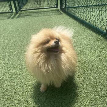Dolly 8700 -  Pomeranian Dog for Adoption in Loxahatchee Groves, Florida - Dolly 8700 | PetCurious