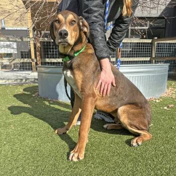 Rescue Mixed Breed Dogs for Adoption in Hailey, Idaho - Starsky | PetCurious