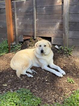 Great Pyrenees and Labrador Retriever Dogs Available for Adoption in Battle Ground, Washington - Mr. Banks | PetCurious