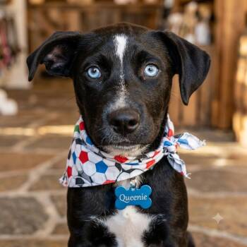 QUEENIE -  Mountain Cur and Retriever Dog for Adoption in Lincoln, Nebraska - QUEENIE | PetCurious
