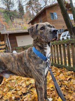 Rescue German Shepherd Dog and Cane Corso Dogs for Adoption in Billings, Montana - Compass | PetCurious
