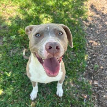 American Staffordshire Terrier Dogs Available for Adoption in Spring, Texas - Apllo | PetCurious