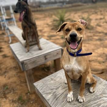 Rescue Labrador Retriever and Miniature Schnauzer Dogs for Adoption in Lytle, Texas - Benson | PetCurious