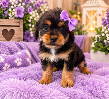 Lottie -  Cavapoo Dog for Sale in Farmville, North Carolina - Lottie | PetCurious