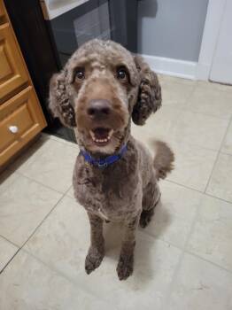 Australian Shepherd and Poodle Dogs Available for Adoption in Richmond, Virginia - Rufus | PetCurious