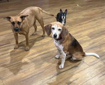 Mabel Joy -  Beagle Dog for Adoption in Odessa, Florida - Mabel Joy | PetCurious