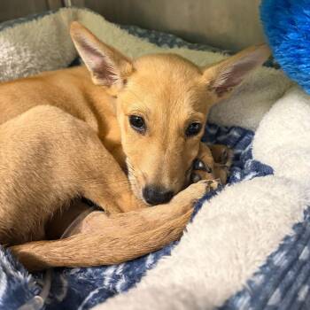 George -  Shepherd and Mixed Breed Dog for Adoption in Austin, Texas - George | PetCurious