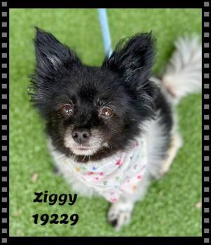 Pomeranian Dogs Available for Adoption in Marietta, Georgia - ZIGGY | PetCurious