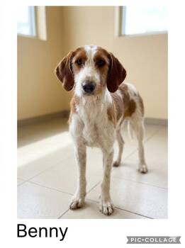 Benny -  German Wirehaired Pointer Dog for Adoption in Sparta, North Carolina - Benny | PetCurious