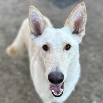 German Shepherd Dog Dogs Available for Adoption - Lunar Moth | PetCurious