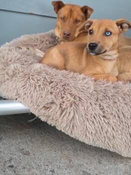 Shepherd and Mixed Breed Dogs Available for Adoption in Riverton, Wyoming - Lela | PetCurious
