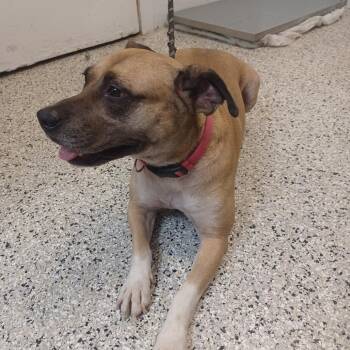 Carrot Cake -  Cattle Dog and Black Mouth Cur Dog for Adoption in Hattiesburg, Mississippi - Carrot Cake | PetCurious