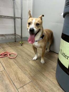Dutton -  Carolina Dog Dog for Adoption in Rowlett, Texas - Dutton | PetCurious